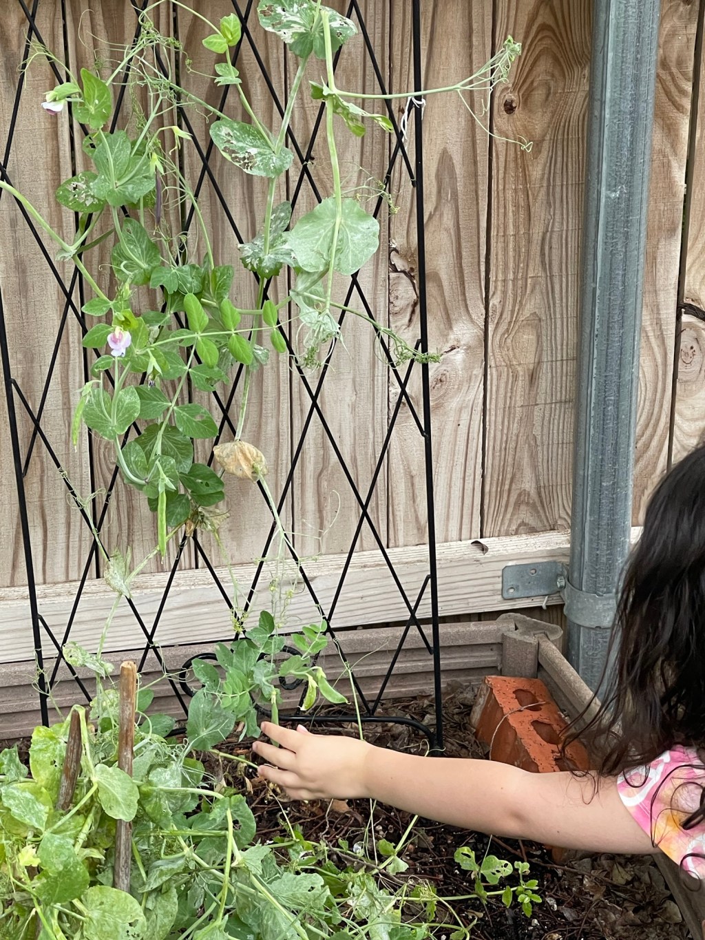 Cultivating Joy: Gardening with Kids and&nbsp;Peas