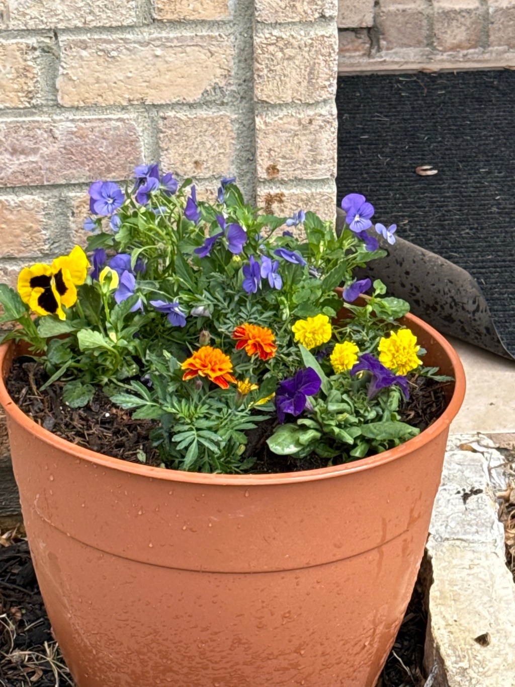 Flowers and a Strawberry Patch: The March&nbsp;Garden