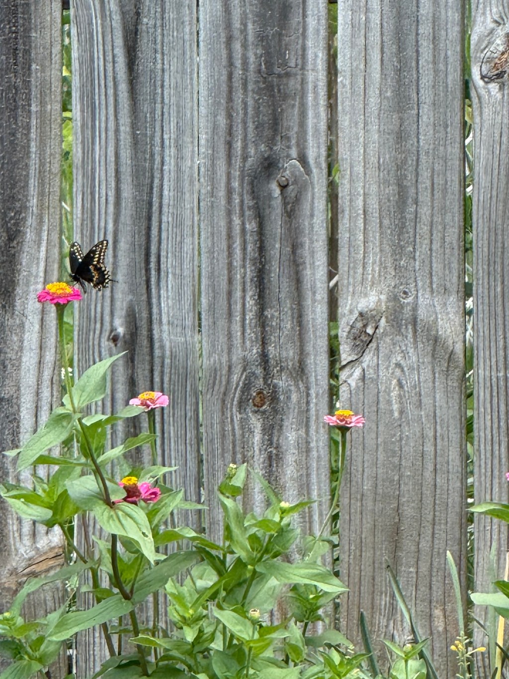 The Devotional I Wrote After Miscarriage