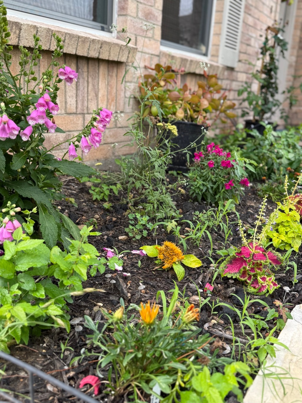 Creating a Stunning Texas Cottage Garden: Spring&nbsp;Progress