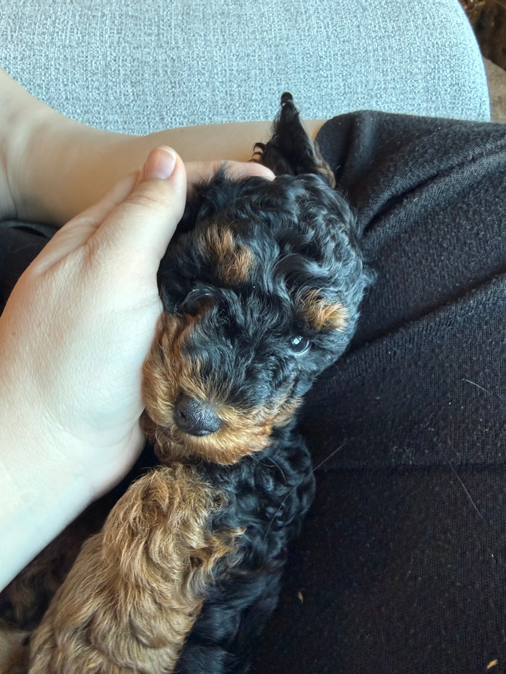 The Puppy, the Haiku, and the Closed&nbsp;Laptop