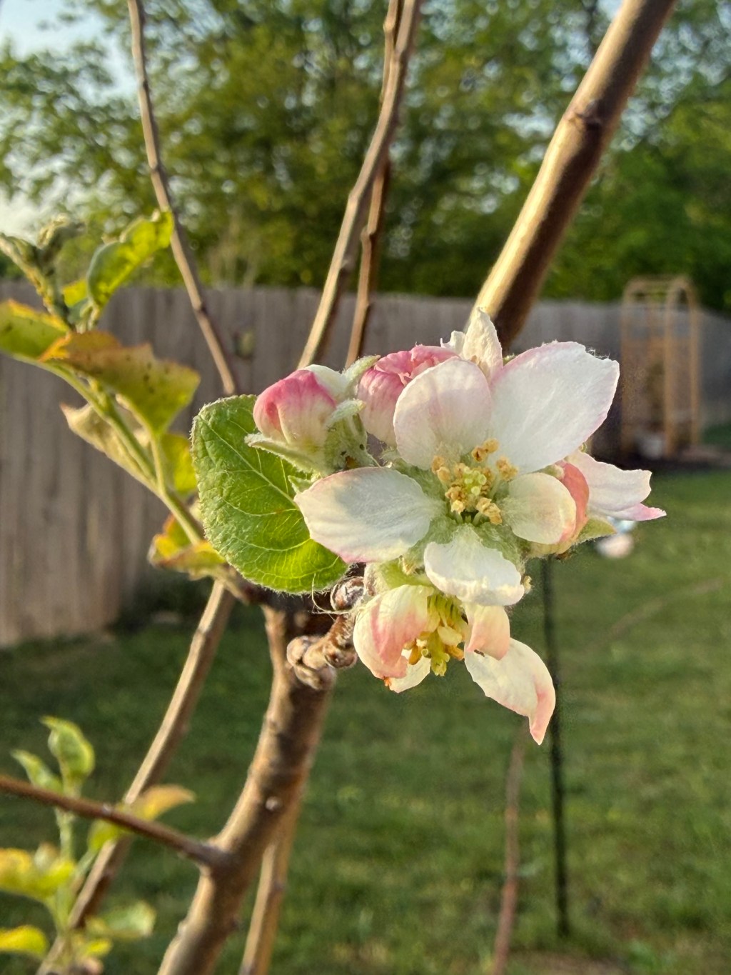 The March Garden:&nbsp;Updates