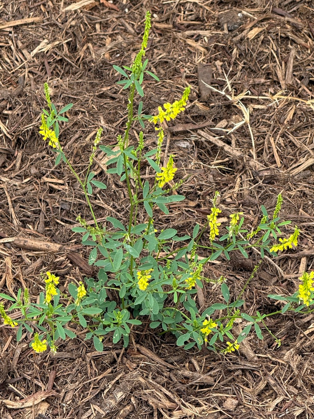 My Garden Is Going to&nbsp;Weeds