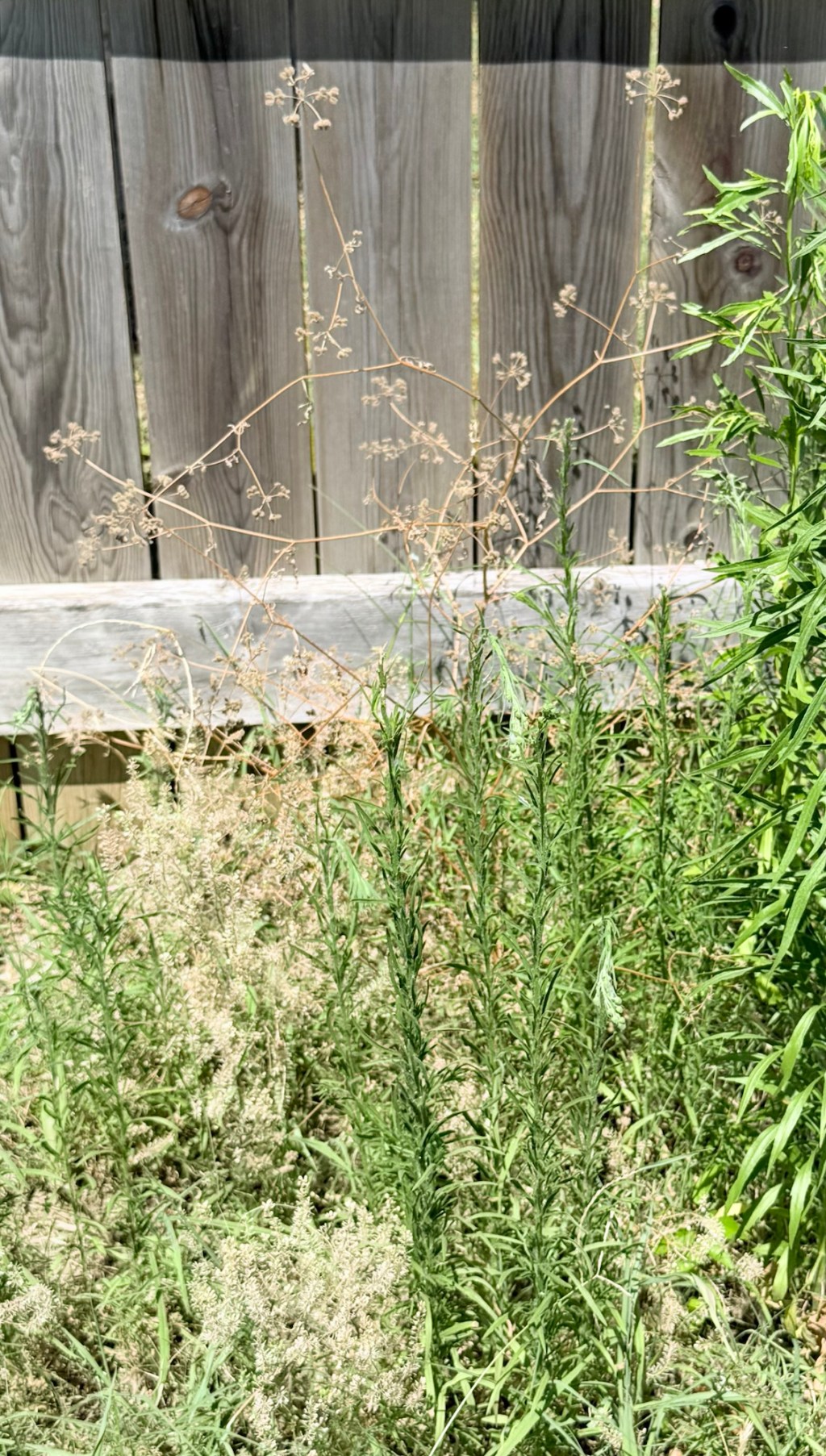 Our Mini Wildlife&nbsp;Meadow