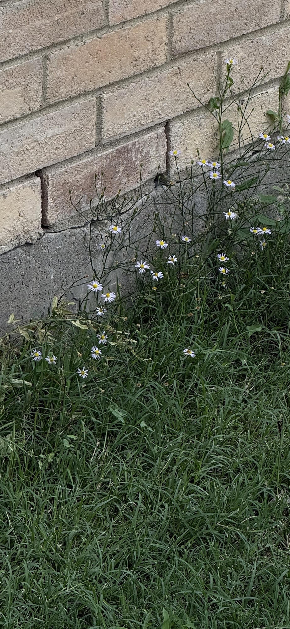 Wild Asters