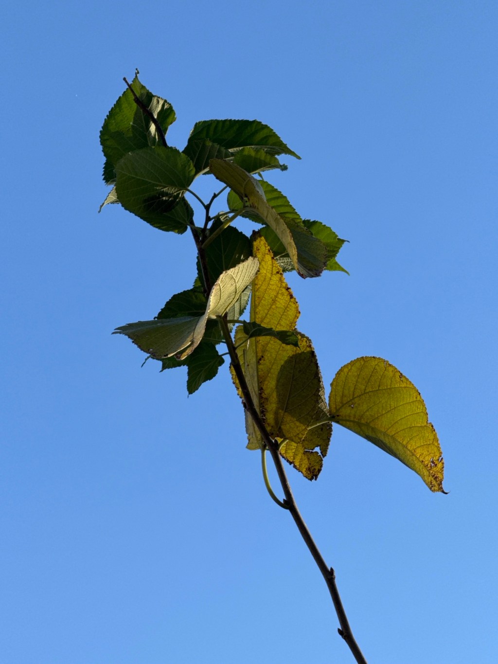 The Berry-less Mulberry